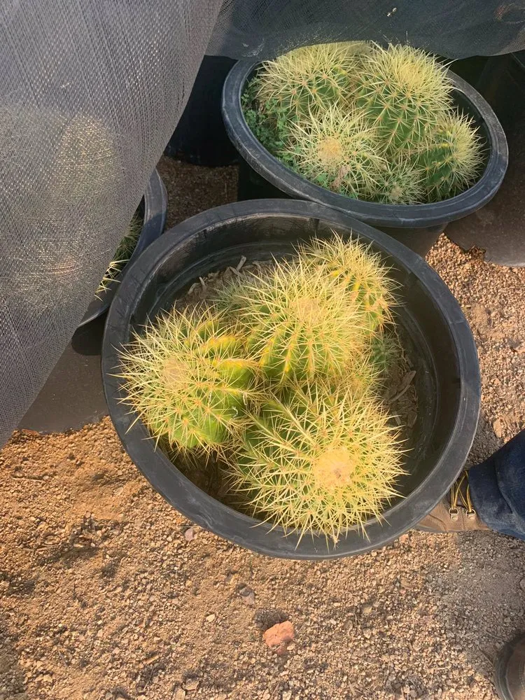 Trusted lawn care service in Phoenix, AZ - R A S Landscaping