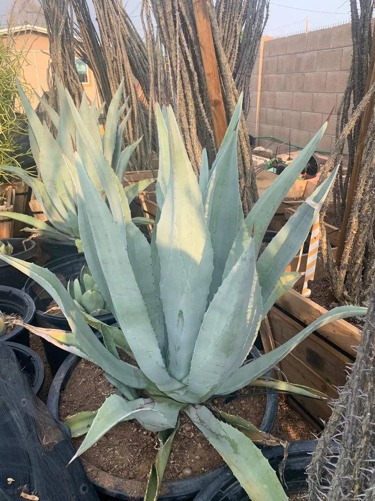 Custom yard cleanup service for year-round maintenance across Phoenix, AZ - R A S Landscaping