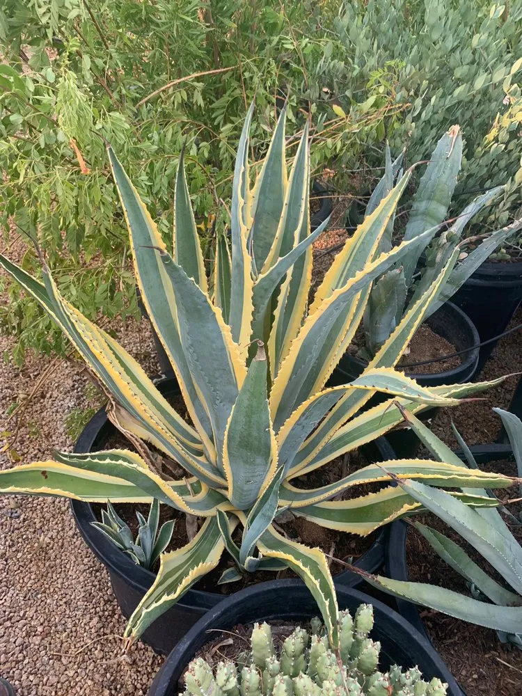 Affordable garden landscaping experts serving Phoenix, AZ - R A S Landscaping