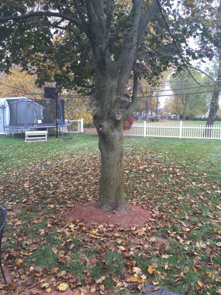 Top-rated yard maintenance experts serving Levittown, PA - R and J Property Maintenance