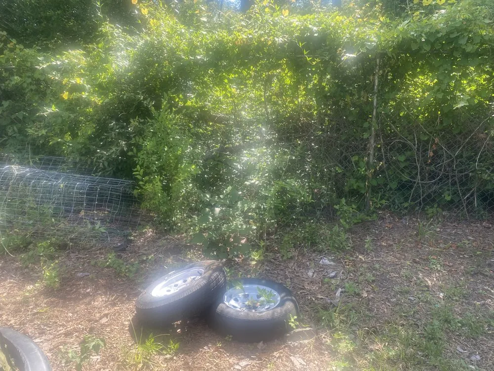 Trusted lawn care service for year-round maintenance in Warner Robins, GA by R and K outdoor services