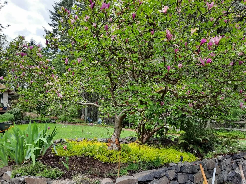 Custom landscape design experts serving Junction City, OR - R and M Landscapes N Designs