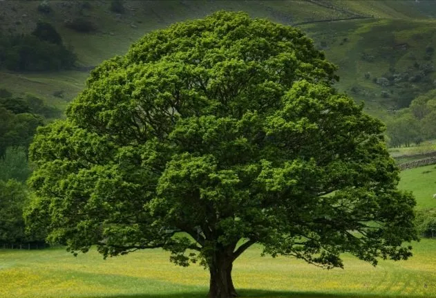 Trusted lawn care service experts serving West Chester Township, OH - R And R Landscape And Tree Removal