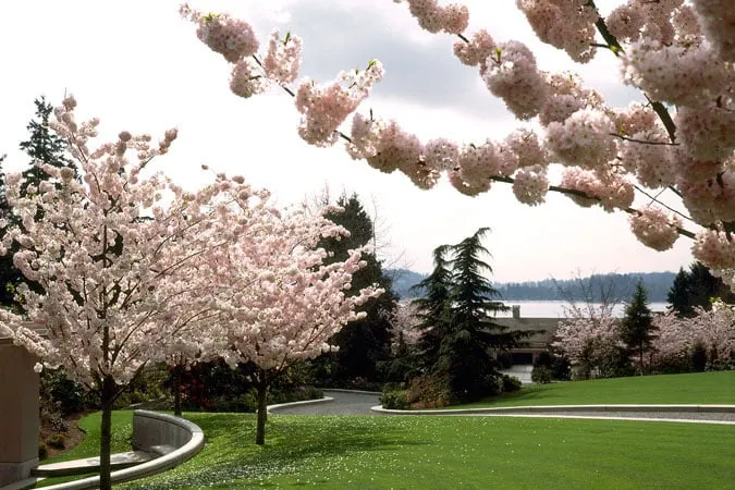 Custom residential landscaping in Shoreline, WA by R. David Adams Associates