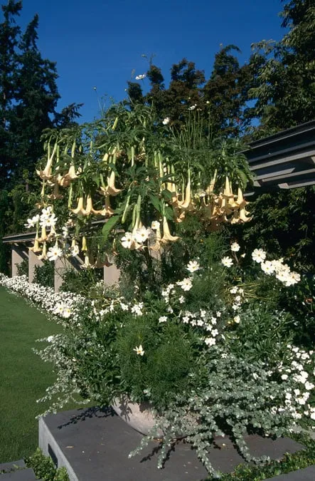 Local yard cleanup service for homes in Shoreline, WA by R. David Adams Associates