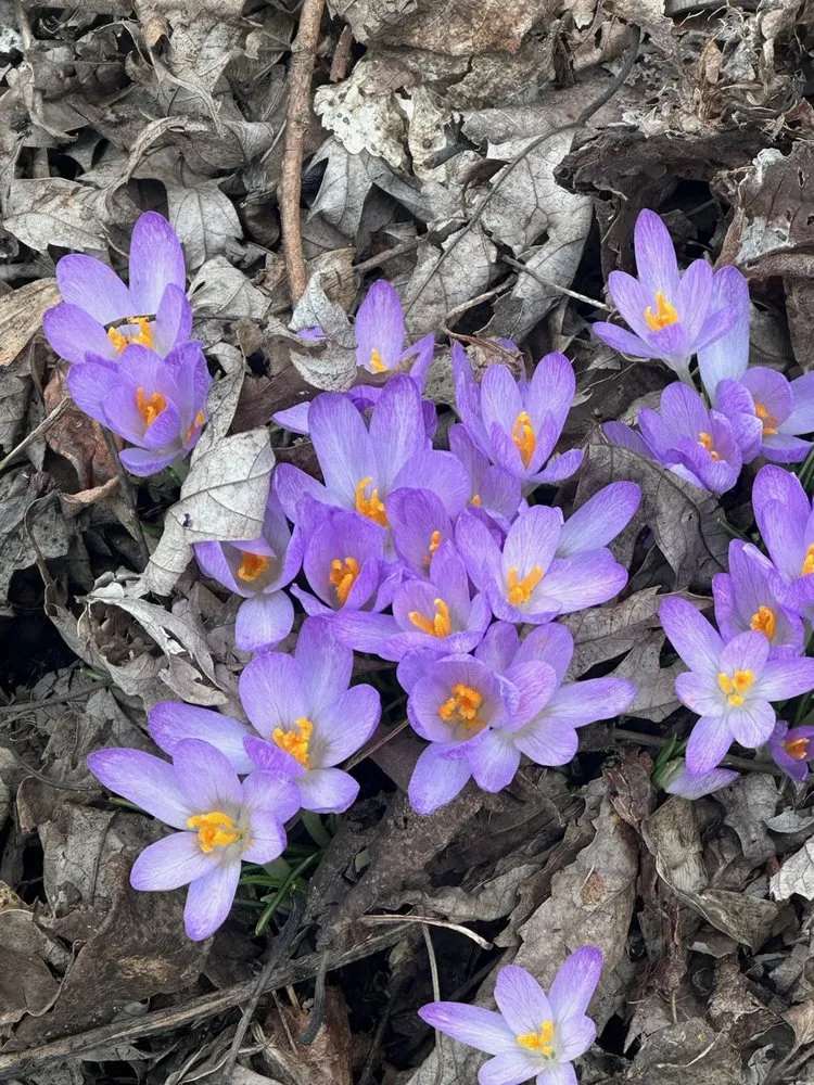 Affordable yard cleanup service experts serving Wauconda, IL - R. Duran's Landscaping