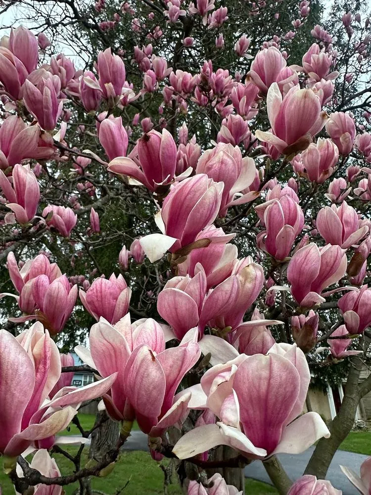 Top-rated yard cleanup service experts serving Wauconda, IL - R. Duran's Landscaping