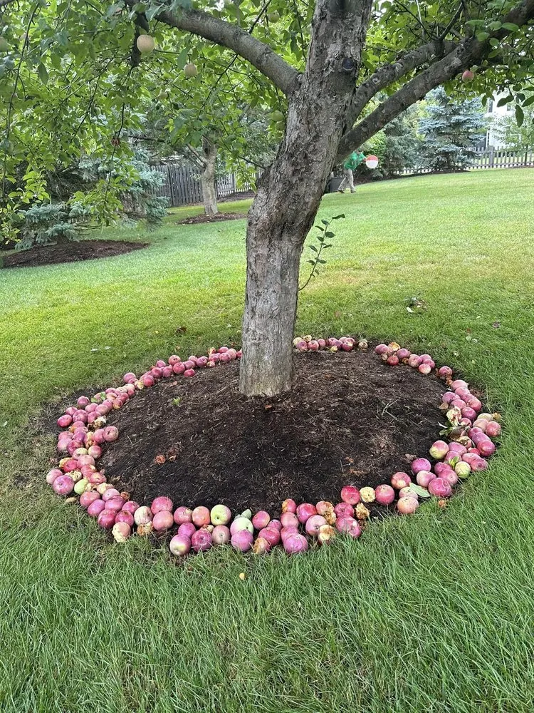 Affordable lawn care service experts serving Wauconda, IL - R. Duran's Landscaping