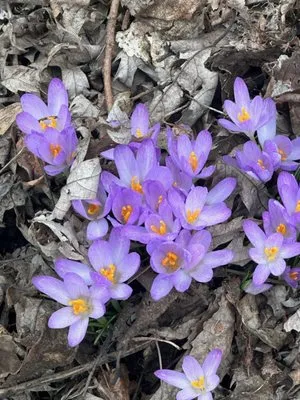 R. Duran's Landscaping