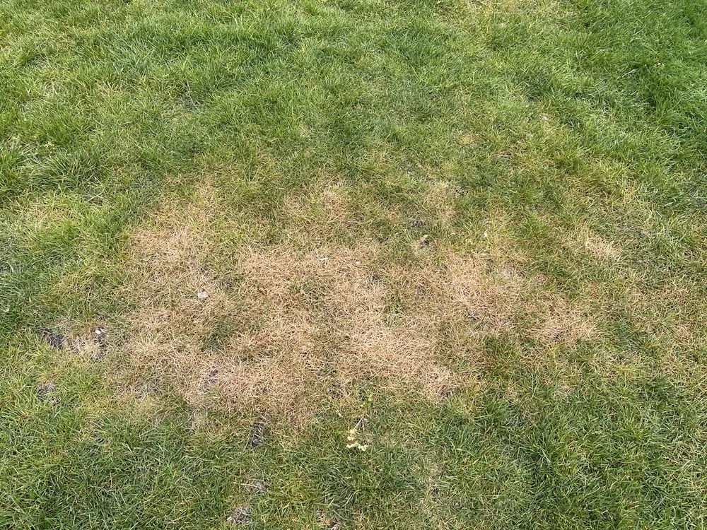 Affordable lawn mowing service experts serving West Chicago, IL - R E Landscaping & Construction