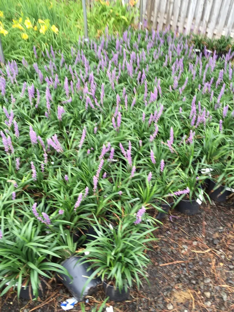 Trusted lawn care service for year-round maintenance across Scotch Plains, NJ - R F Landscape Construction