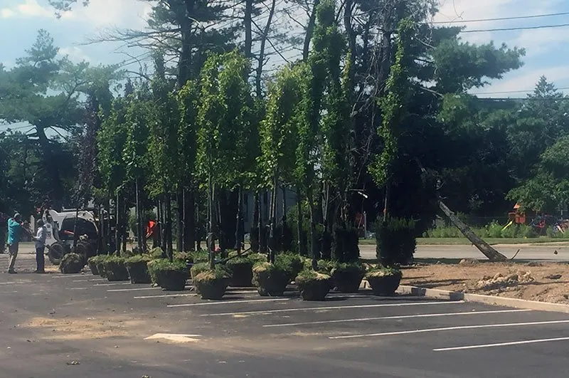 Top-rated lawn care service near you across Bay Shore, NY - R. Mastrangelo Landscaping