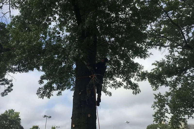 Expert lawn care service experts serving Bay Shore, NY - R. Mastrangelo Landscaping