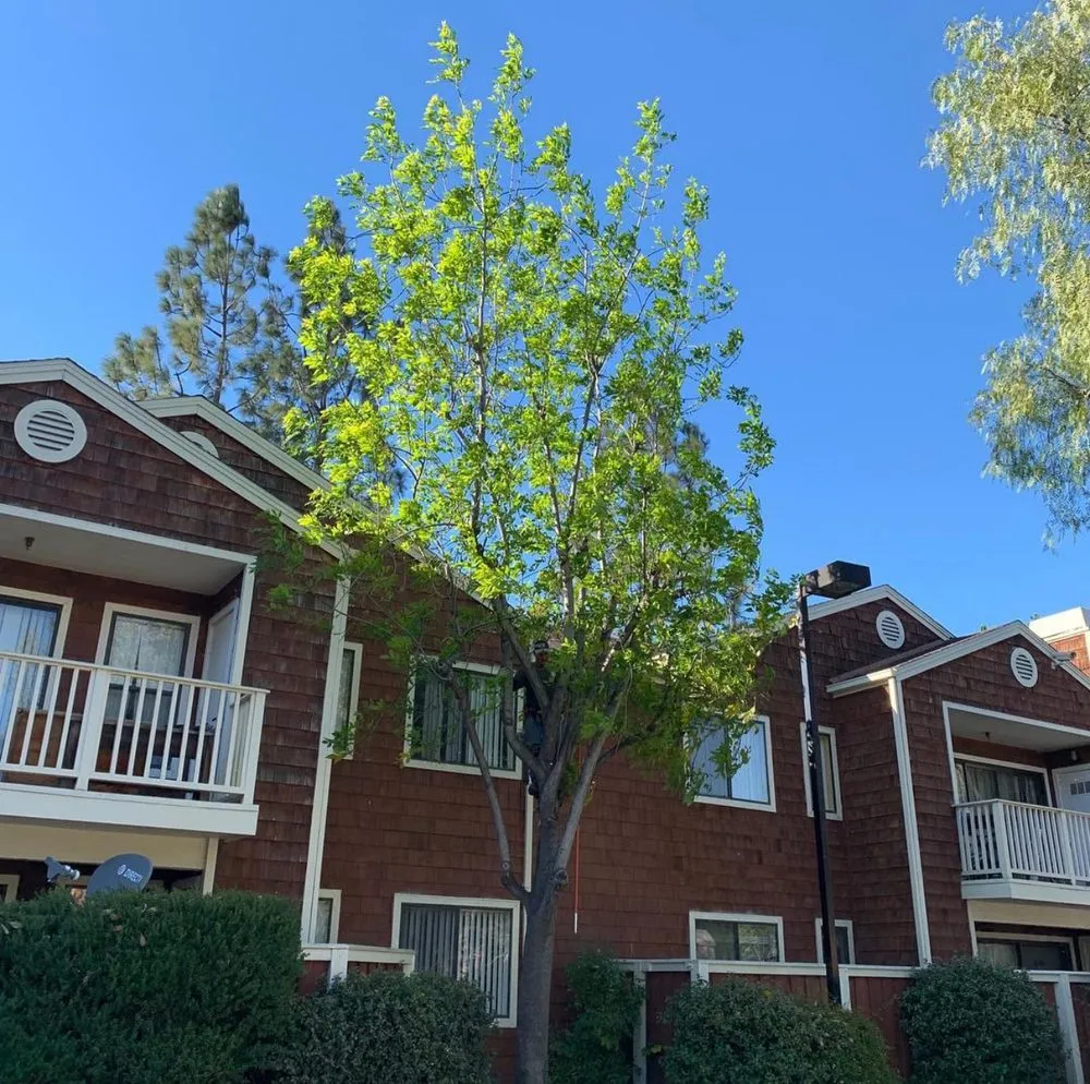 Affordable lawn mowing service in Corona, CA - R Tree Services