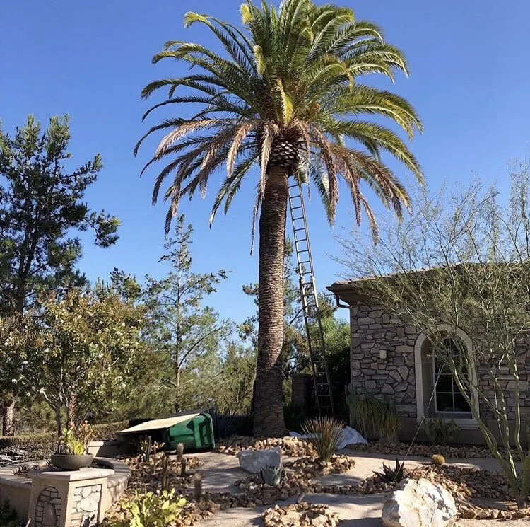 Top-rated yard cleanup service in Corona, CA by R Tree Services