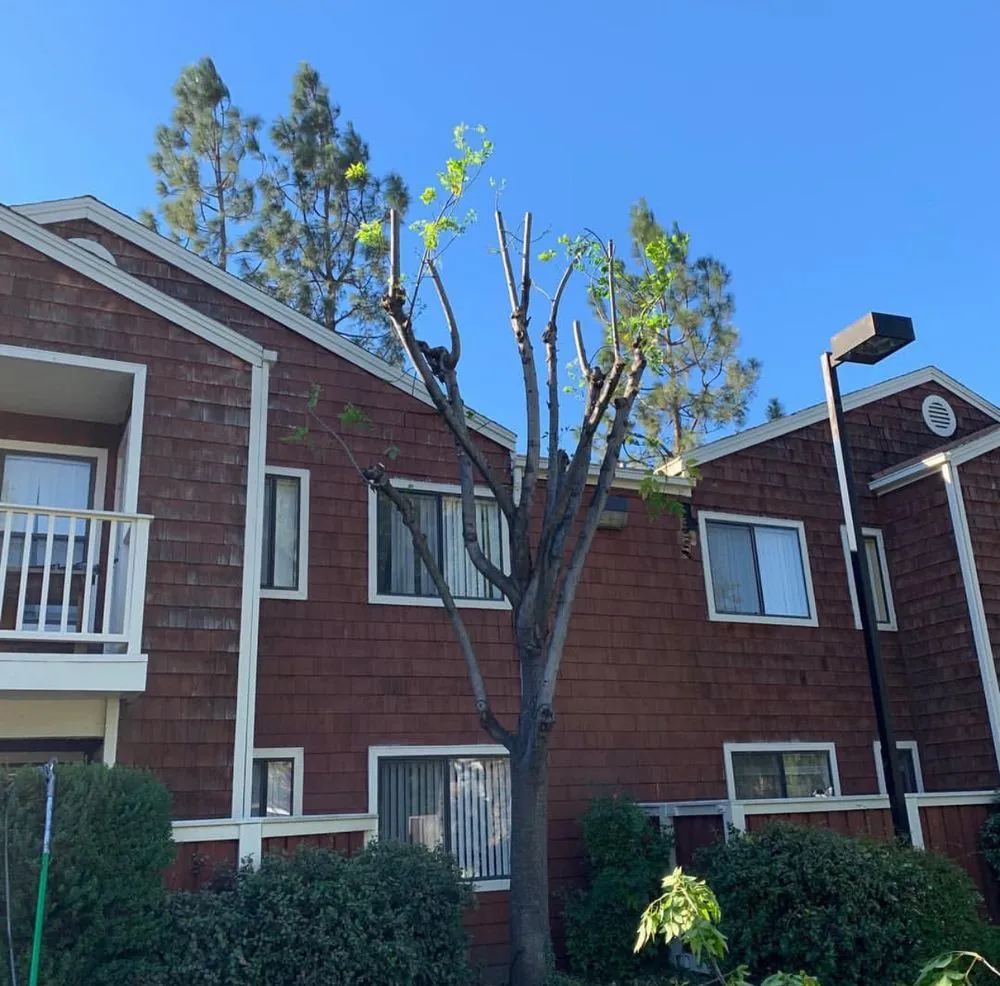 Trusted lawn care service near you across Corona, CA - R Tree Services