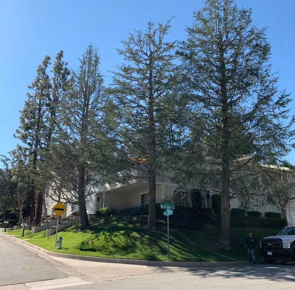 Top-rated yard cleanup service for year-round maintenance in Corona, CA by R Tree Services