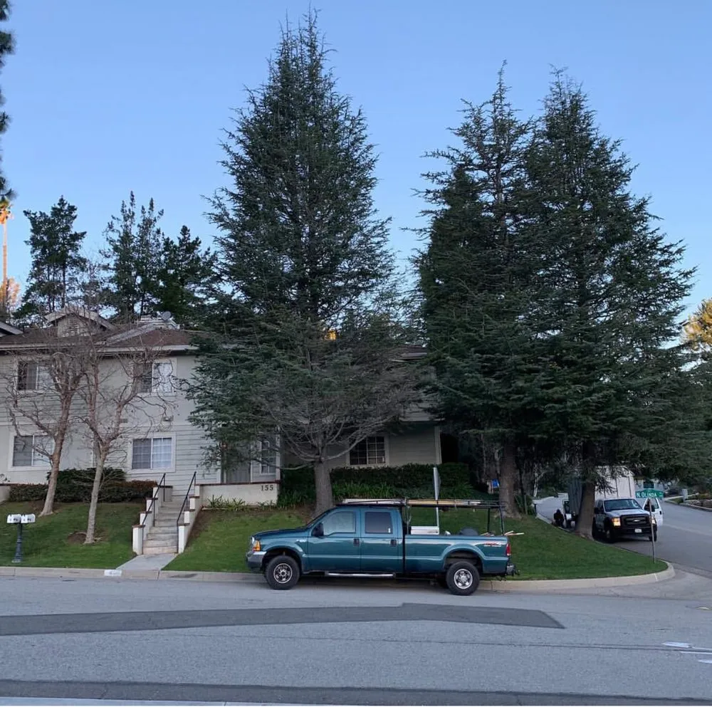 Local yard cleanup service for outdoor upgrades across Corona, CA - R Tree Services