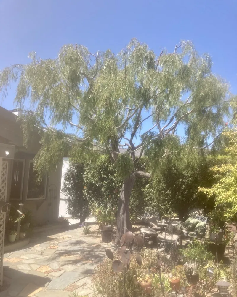 Professional landscaping services experts serving Corona, CA - R Tree Services