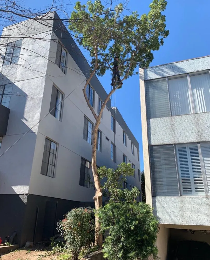 Custom landscape installation in Corona, CA - R Tree Services