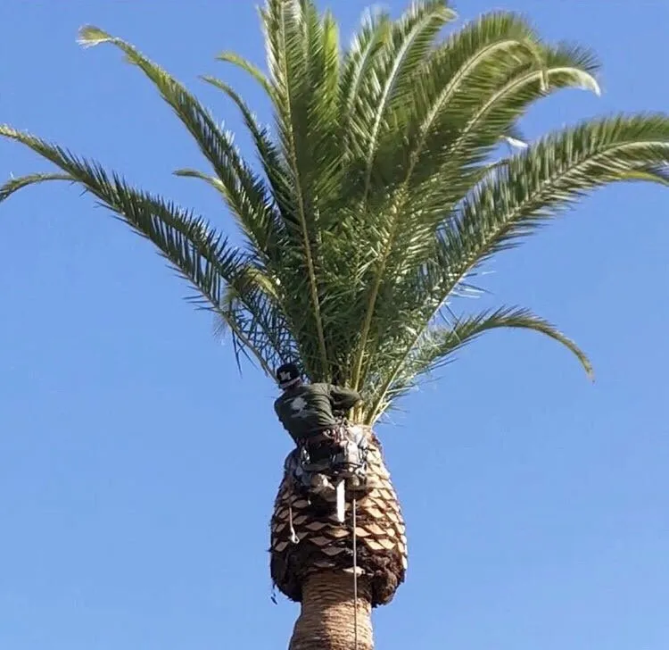 Top-rated yard maintenance experts serving Corona, CA - R Tree Services