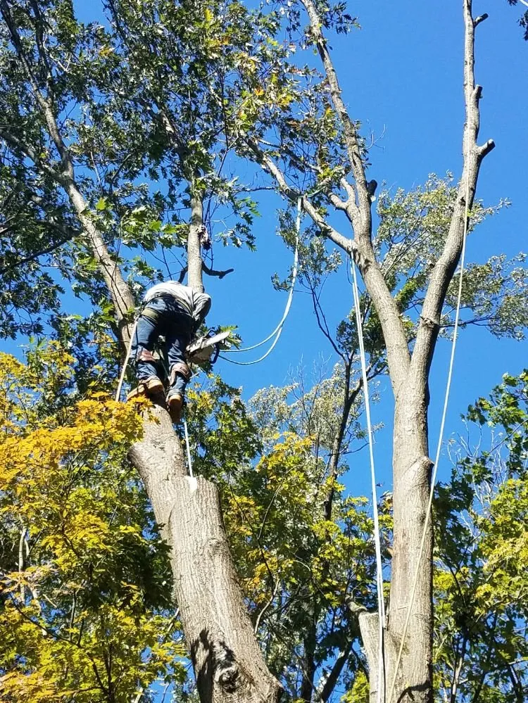 Custom lawn care service for beautiful yards in Bound Brook, NJ by R Valverde Landscaping and Tree