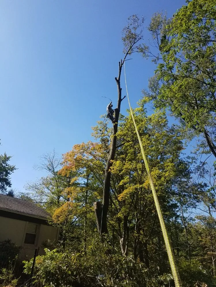 Expert landscape design in Bound Brook, NJ by R Valverde Landscaping and Tree