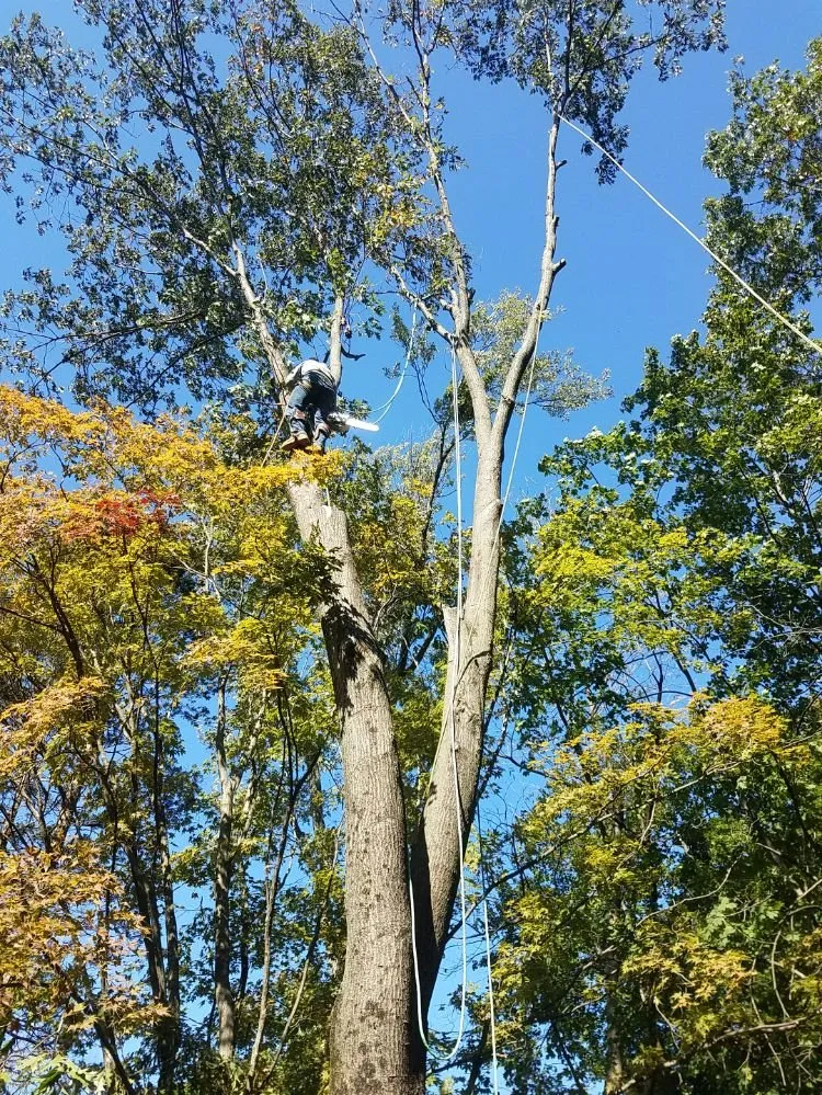 Affordable lawn mowing service near you in Bound Brook, NJ by R Valverde Landscaping and Tree
