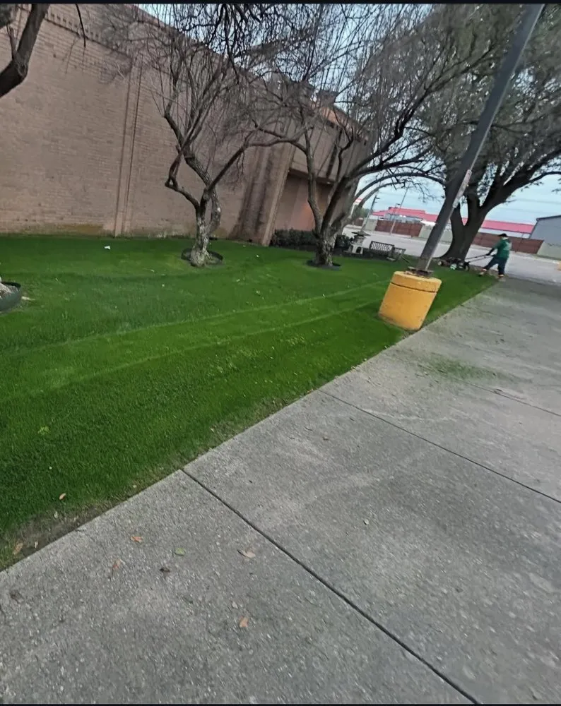 Affordable yard cleanup service in Arlington, TX by R Vasquez LCS