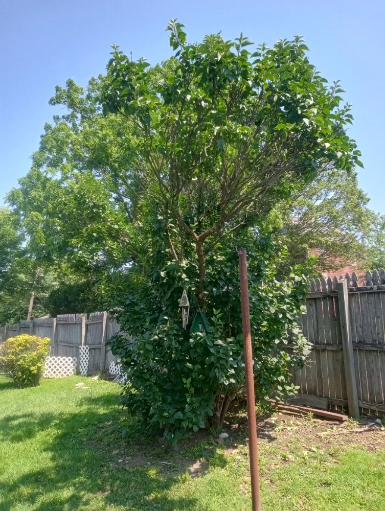 Expert residential landscaping for beautiful yards in Everson, PA by R3Dz Lawn Garden & Landscape