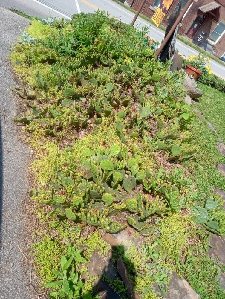 Expert garden landscaping for homes in Everson, PA by R3Dz Lawn Garden & Landscape