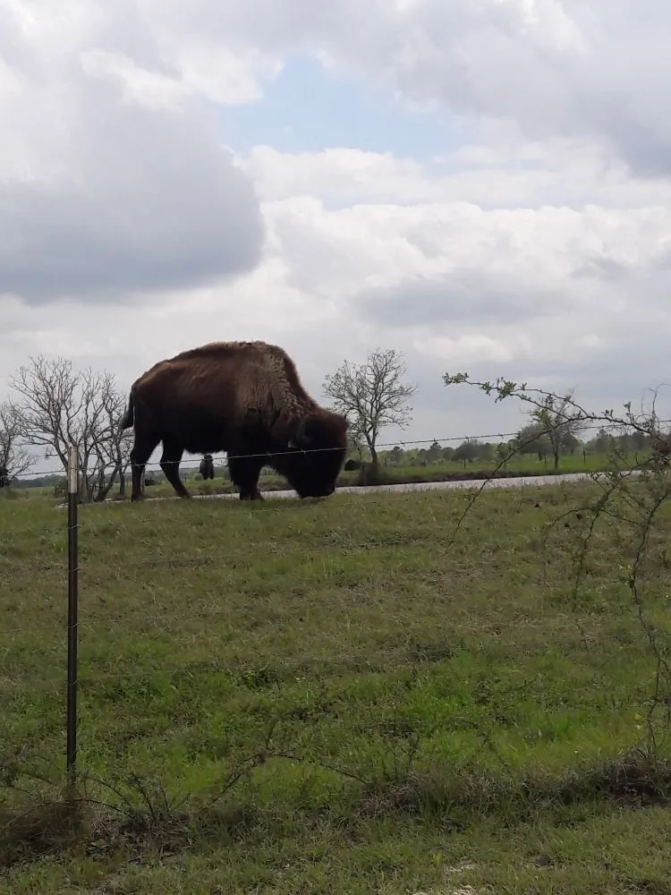 Local yard cleanup service in Navasota, TX - RA Land Services