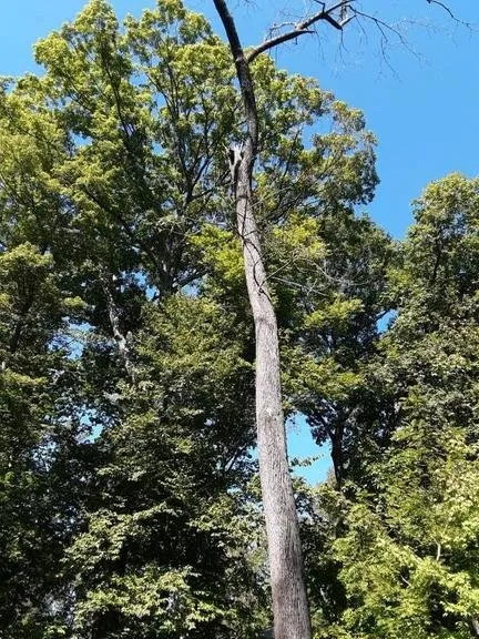 Professional yard cleanup service in Flemington, NJ - RA Landscaping & Design