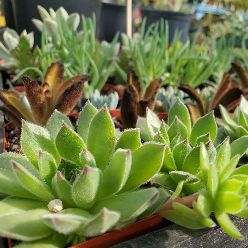 Affordable garden landscaping experts serving Comfort, TX - RA Texas Nursery Gravel & Stone