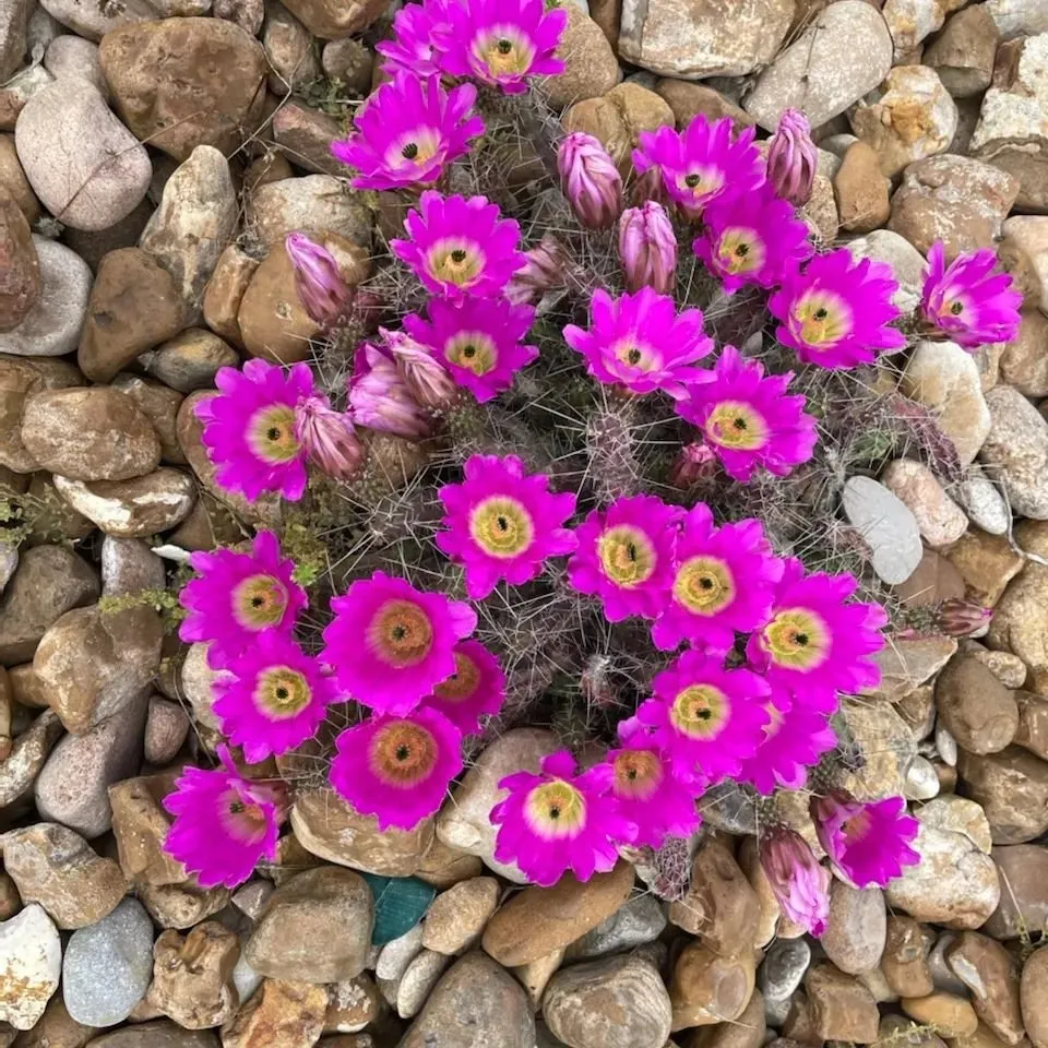 Professional landscape design with custom design in Comfort, TX by RA Texas Nursery Gravel & Stone