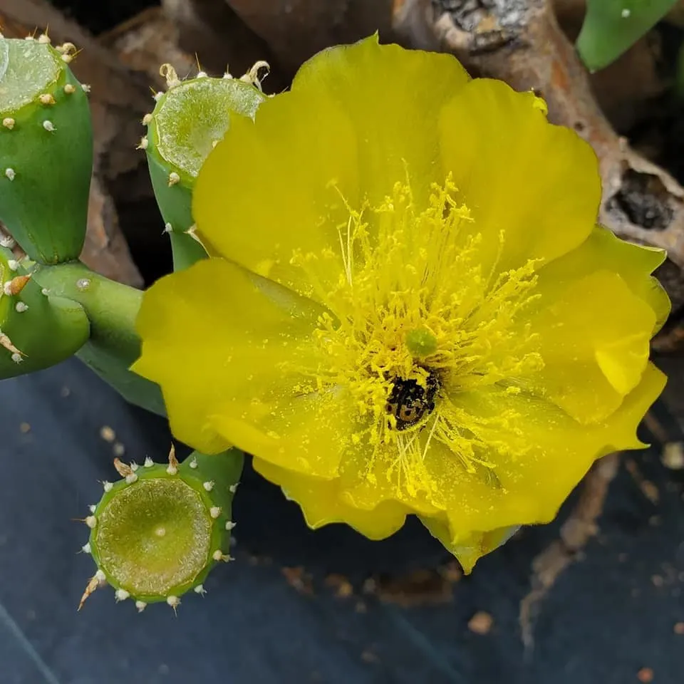 Trusted garden landscaping experts serving Comfort, TX - RA Texas Nursery Gravel & Stone
