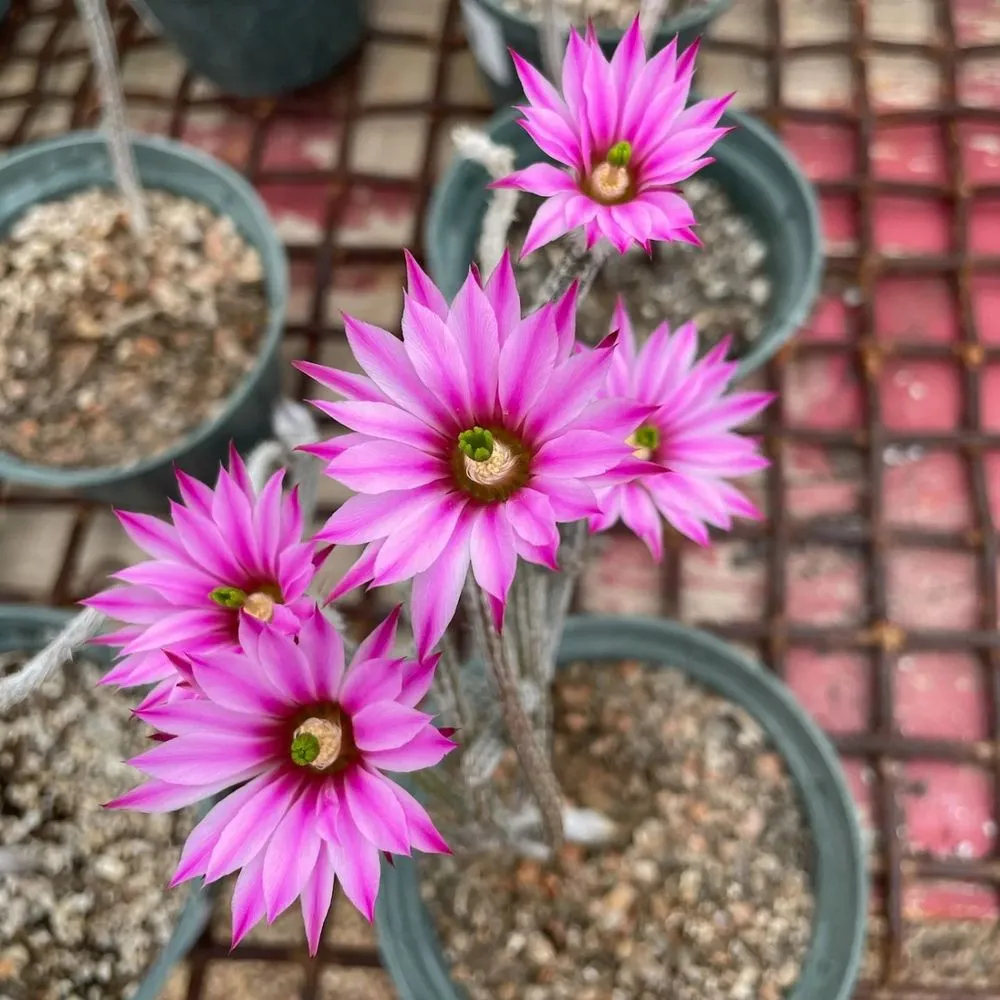 Top-rated landscaping services for homes across Comfort, TX - RA Texas Nursery Gravel & Stone