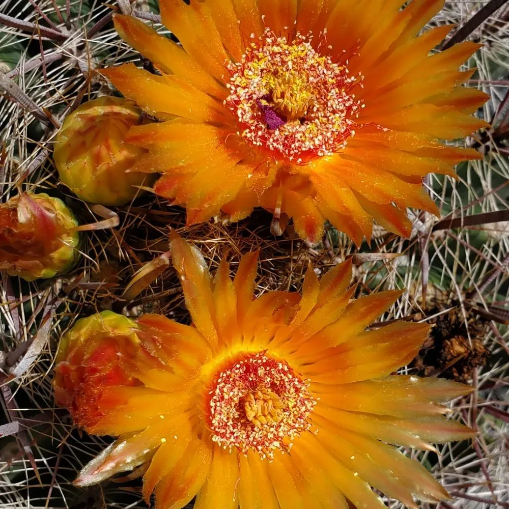 Reliable outdoor landscaping in Comfort, TX by RA Texas Nursery Gravel & Stone
