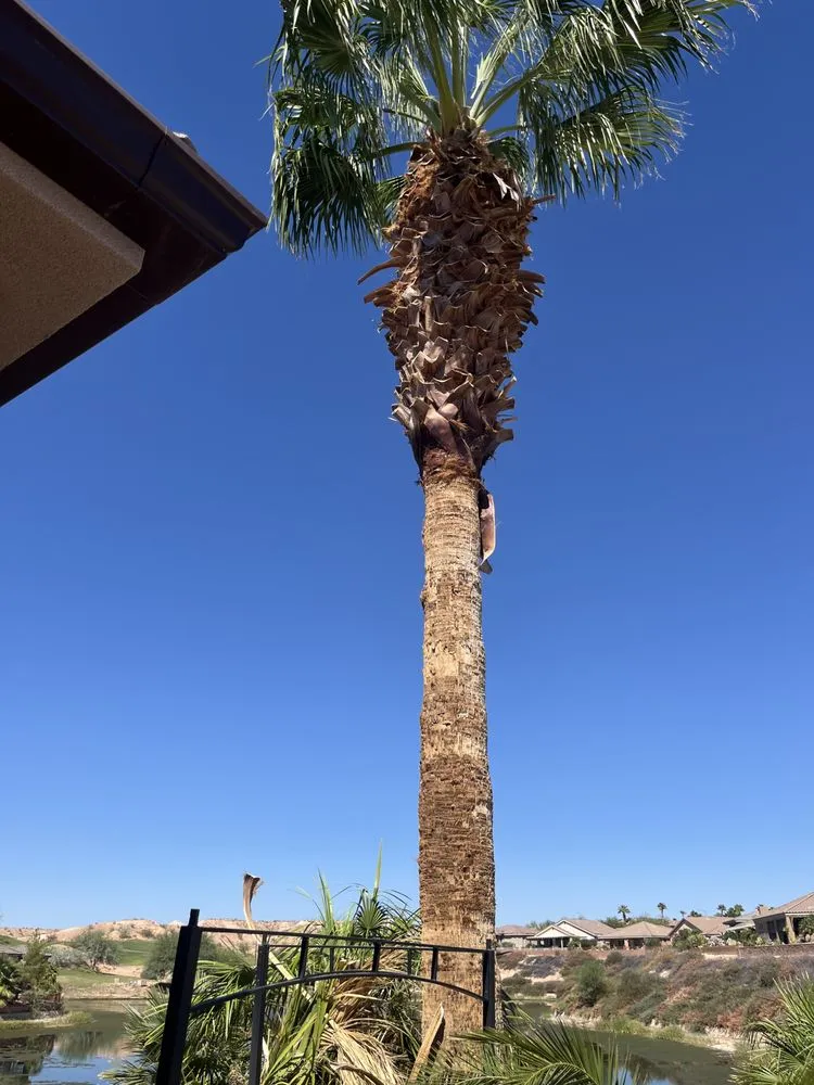 Local landscape design experts serving Mesquite, NV - Rabago’s Handyman and Maintenance