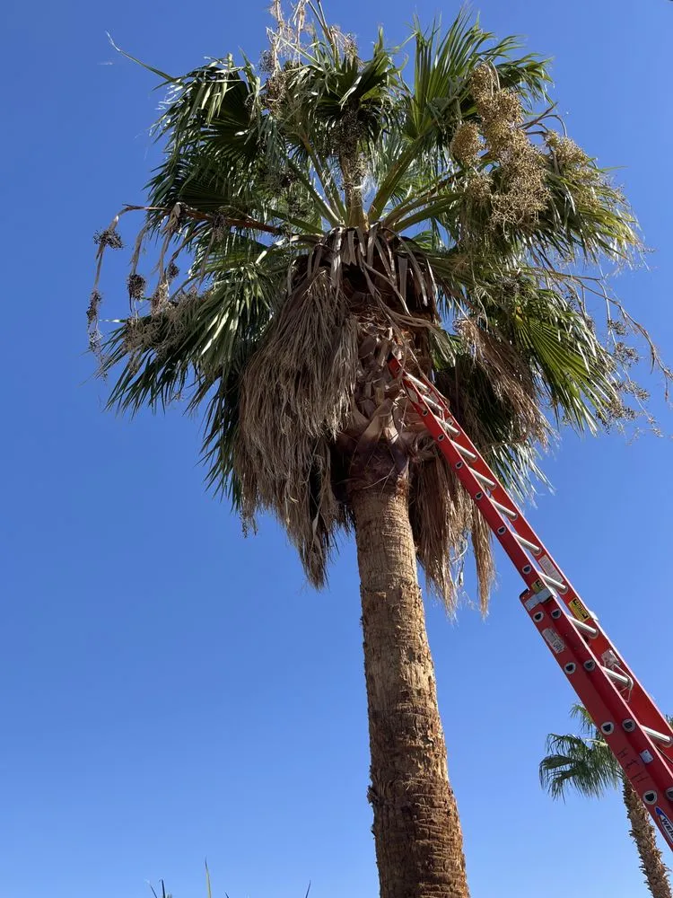 Local garden landscaping experts serving Mesquite, NV - Rabago’s Handyman and Maintenance