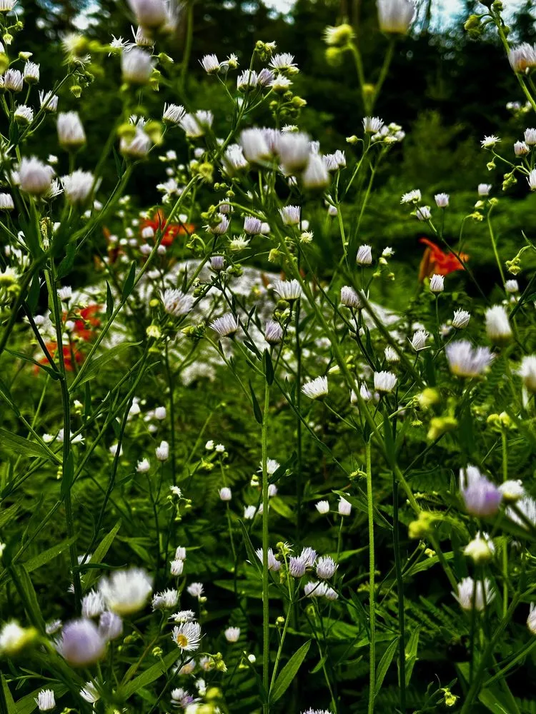 Reliable lawn care service for year-round maintenance in Bar Harbor, ME by Rabasca Property Services