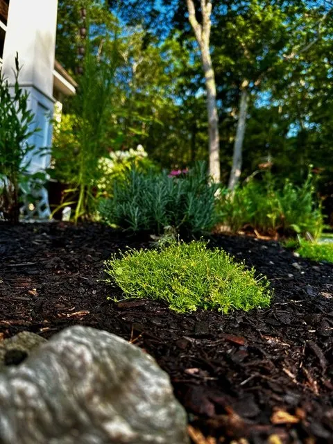 Reliable lawn care service in Bar Harbor, ME - Rabasca Property Services