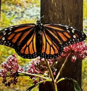 Local outdoor landscaping experts serving Bar Harbor, ME - Rabasca Property Services