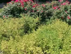 Professional yard maintenance in Bar Harbor, ME - Rabasca Property Services