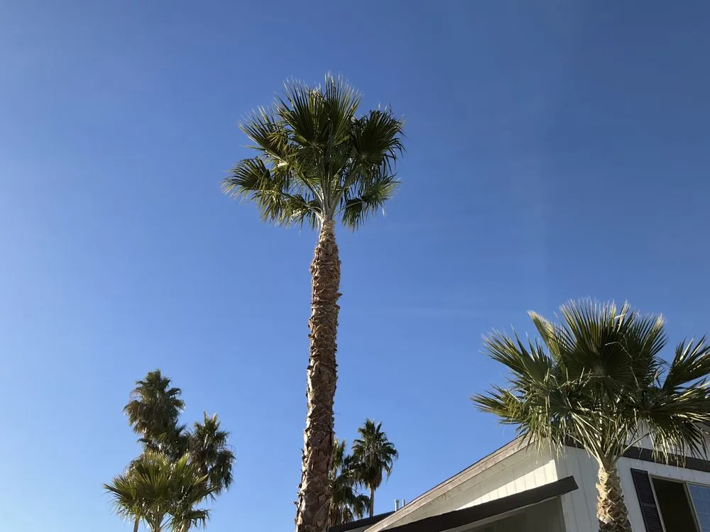 Affordable lawn care service in Las Vegas, NV - Rabbits Lawn Maintenance