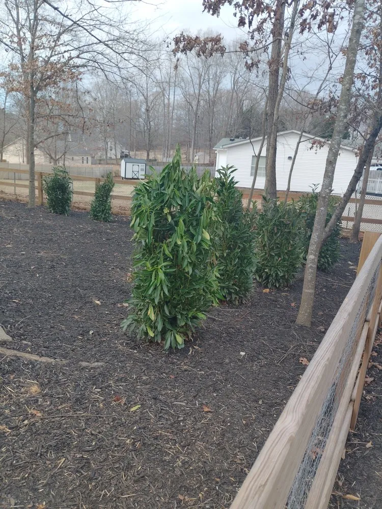 Local yard cleanup service for homes in Harmony, NC by Rabbitts Tree & Property Service
