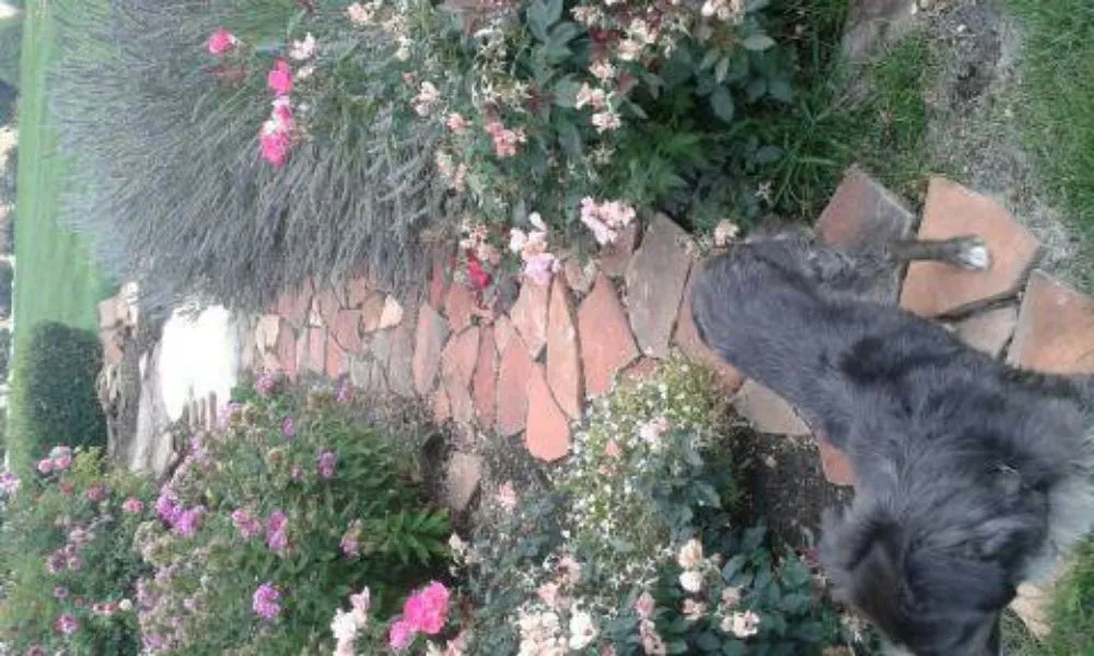 Expert lawn mowing service in Lewiston, ID - Rad Man Construction