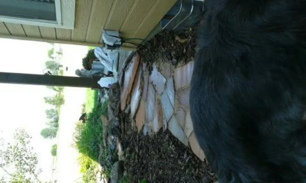 Trusted yard cleanup service for homes across Lewiston, ID - Rad Man Construction