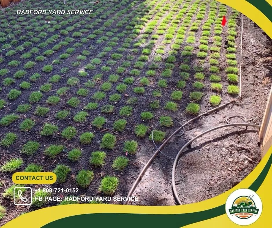 Top-rated yard cleanup service in Honolulu, HI - Radford Yard Service