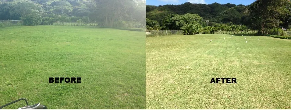 Custom landscape installation in Honolulu, HI by Radford Yard Service